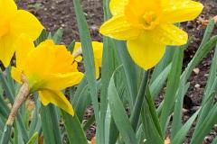Daffodils